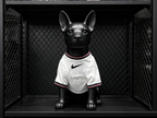 England 2026 Home - Dog Kit